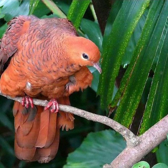 Burung Uncal Merah Tekukur Hutan Walik Super Exotic - Warna Eksotis Cokelat Kemewahan, Suara Syahdu 