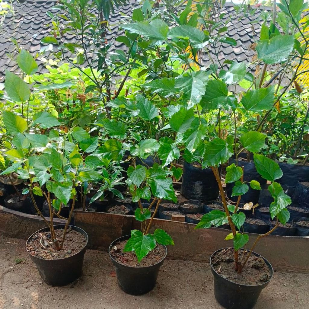 Bibit Murbei / Besaran  SUDAH BESAR