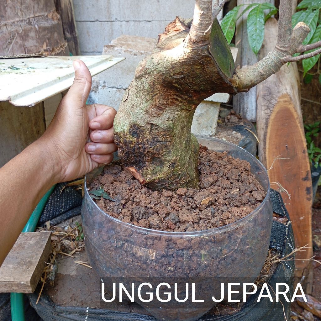 BONSAI BONGGOL LOA