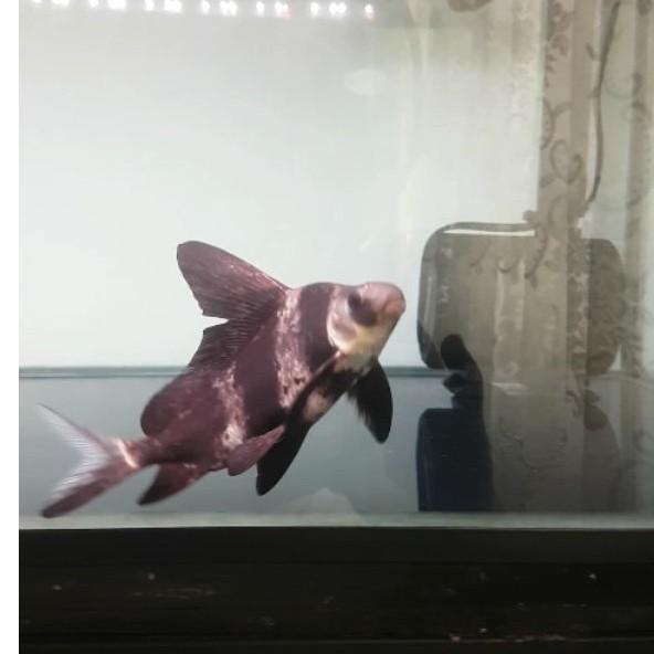 Ikan Chinese High Fin (CHF) 12,5 cm Khusus Instant