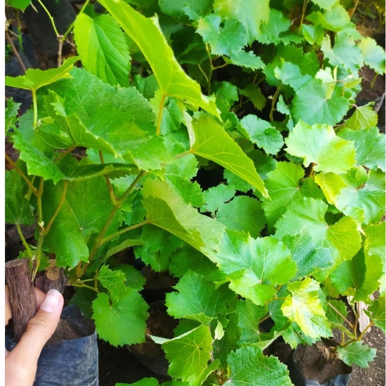 bibit anggur import anggur hijau -anggur harold berkualitas