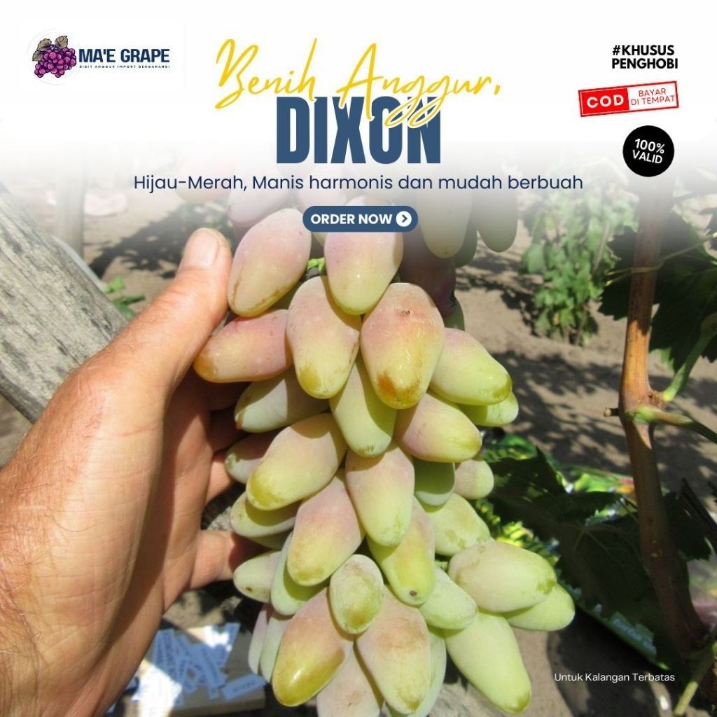 Bibit Anggur Dixon
