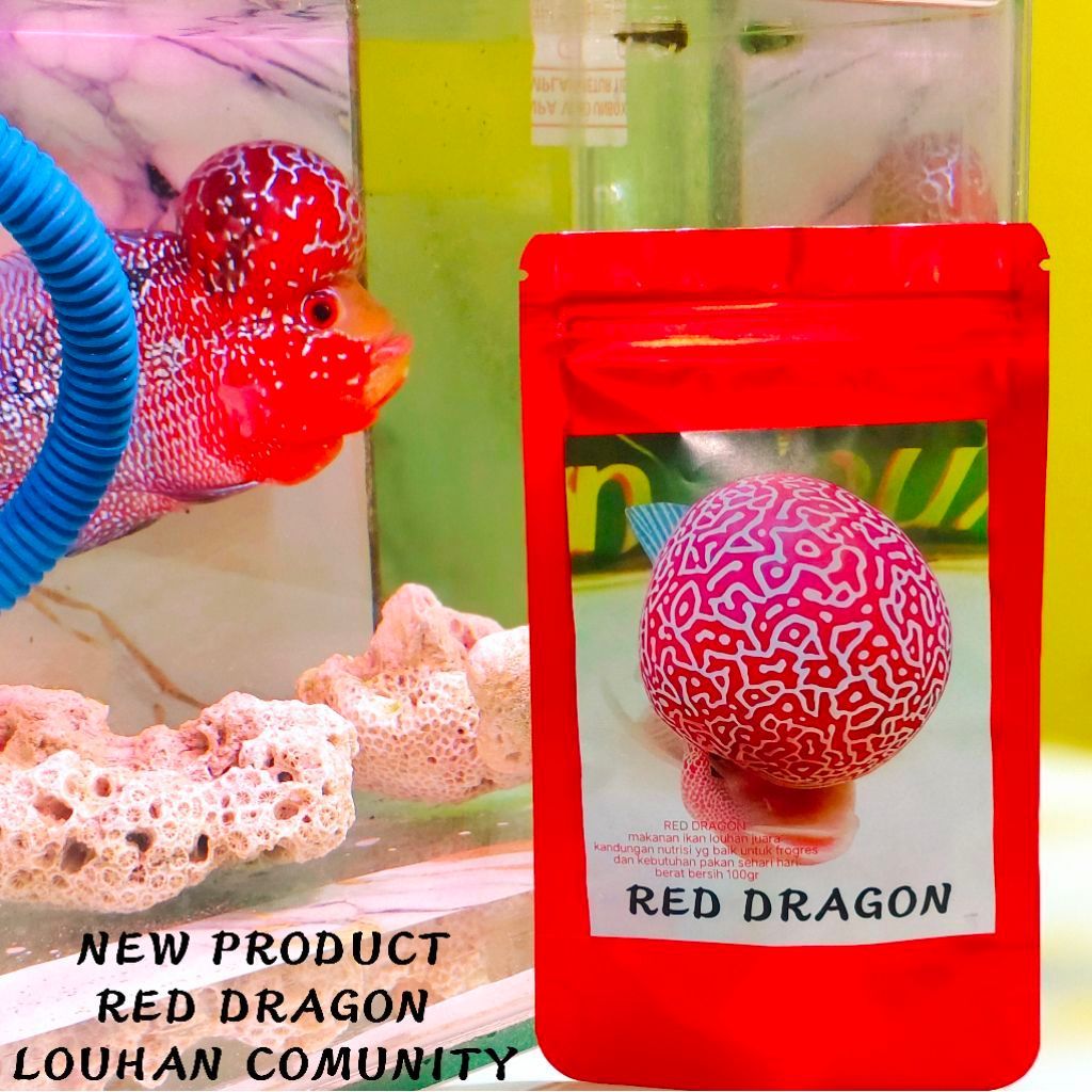 Pelet louhan Red dragon rekomendasi pencinta louhan