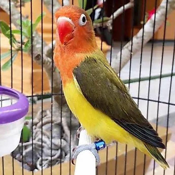 Hot Promo, Burung Lovebird Ewing Green Dewasa Jantan / Betina