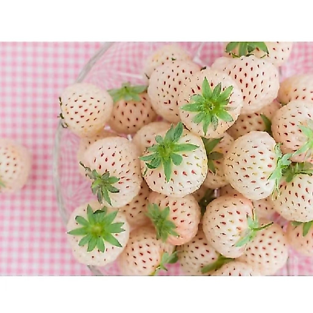 10 benih bibit Strawberry korea jumbo/king Strawberry