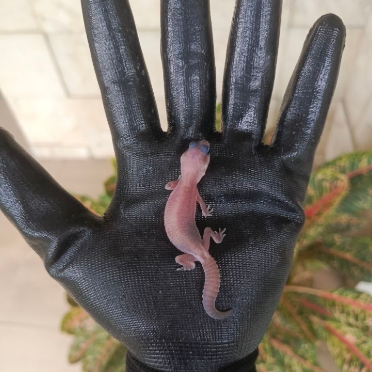 Mainan Anak Gecko Aft Oreo baby