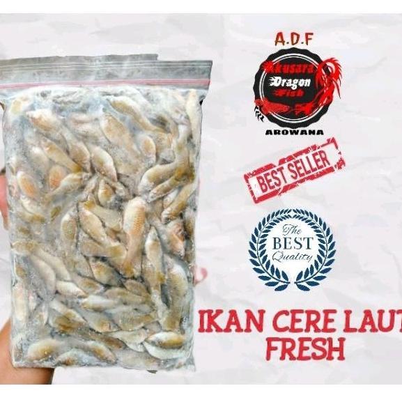 Ikan Cere Laut Beku Pakan Ikan Predator Pakan Ikan Hias Dll 500gr