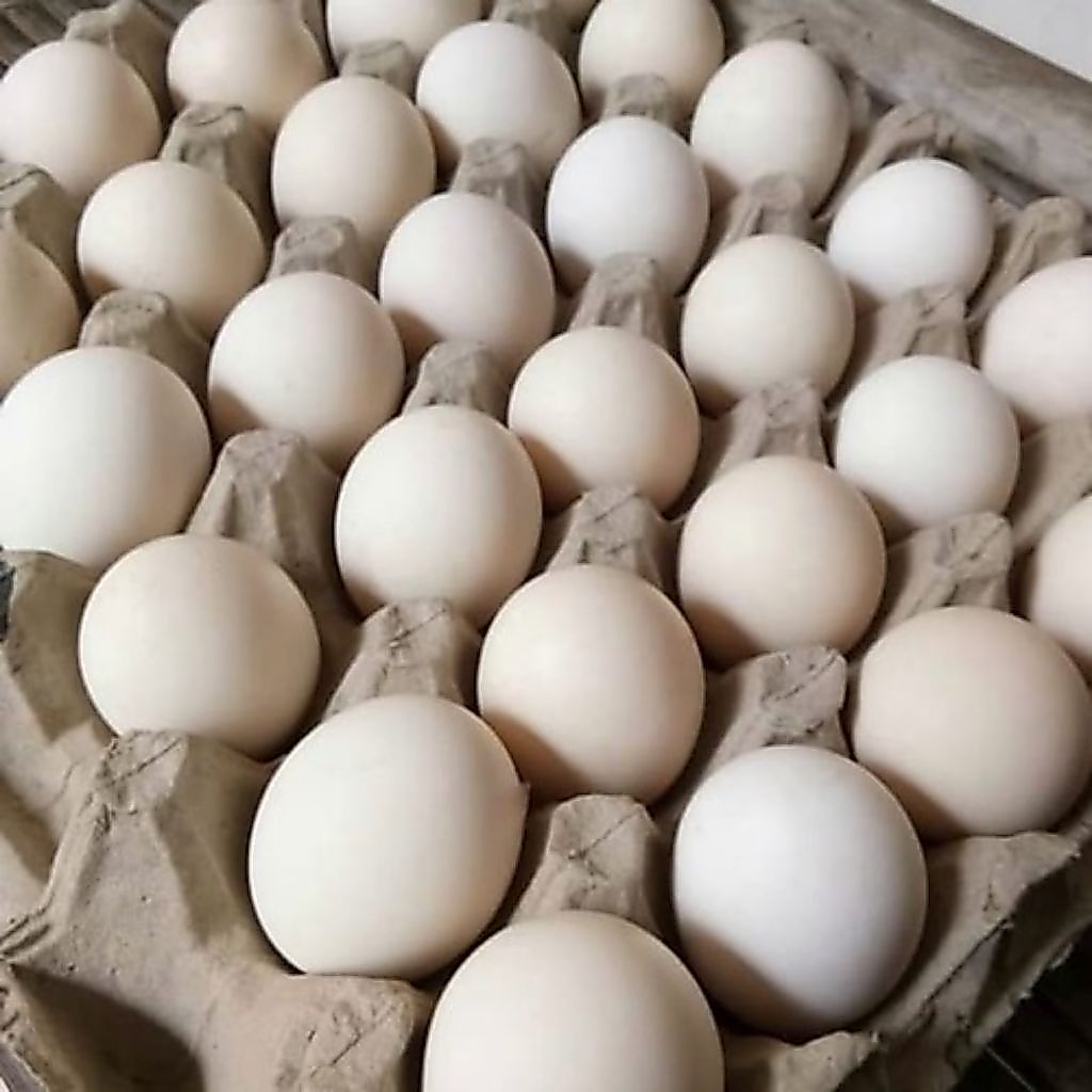 20 Butir Telur Ayam Kampung Omega 3 Indofarm Segar dan Berkualitas