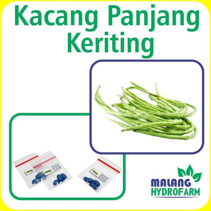Benih Kacang Panjang Keriting Unggulan Berkualitas Bibiit Biji Repack