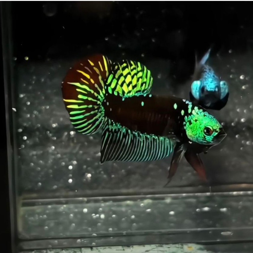 CUPANG ALIEN SAMURAI BLUE/ALIEN SAMURAI GREEN dan RDS