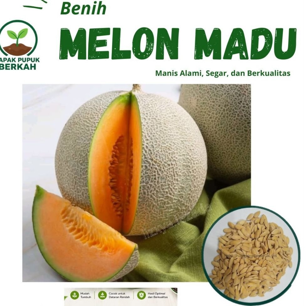 benih bibit buah melon madu