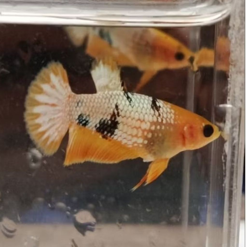Female yellow Fccp new