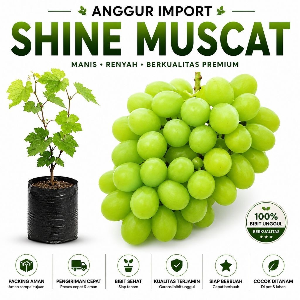 BIBIT ANGGUR IMPORT SHINE MUSCAT JEPANG VALID