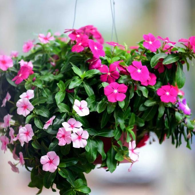 Promo Biji Bibit Benih Tanaman Cantik Bunga Vinca Juntai Gantung Banyak Warna - Isi 10 Biji Diskon