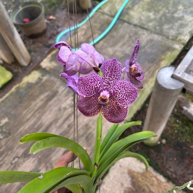 Anggrek Vanda Hybrid