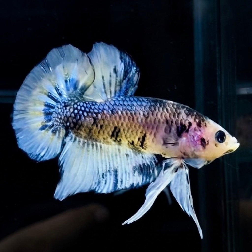 (REAL PIC) GIANT HMPK YELLOW KOI CUPANG JANTAN