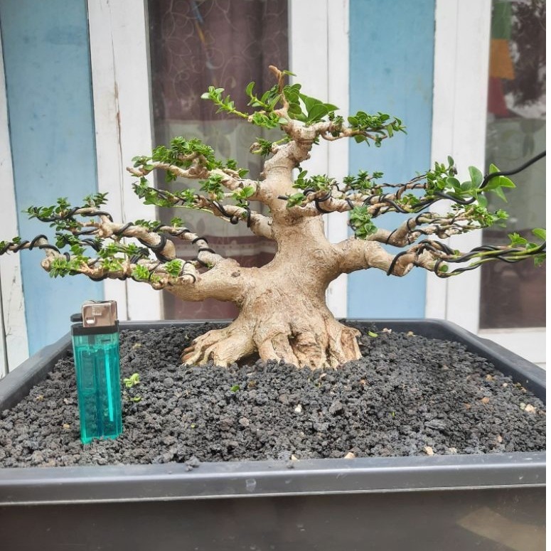 Bonsai sancang small jadi siap kontes