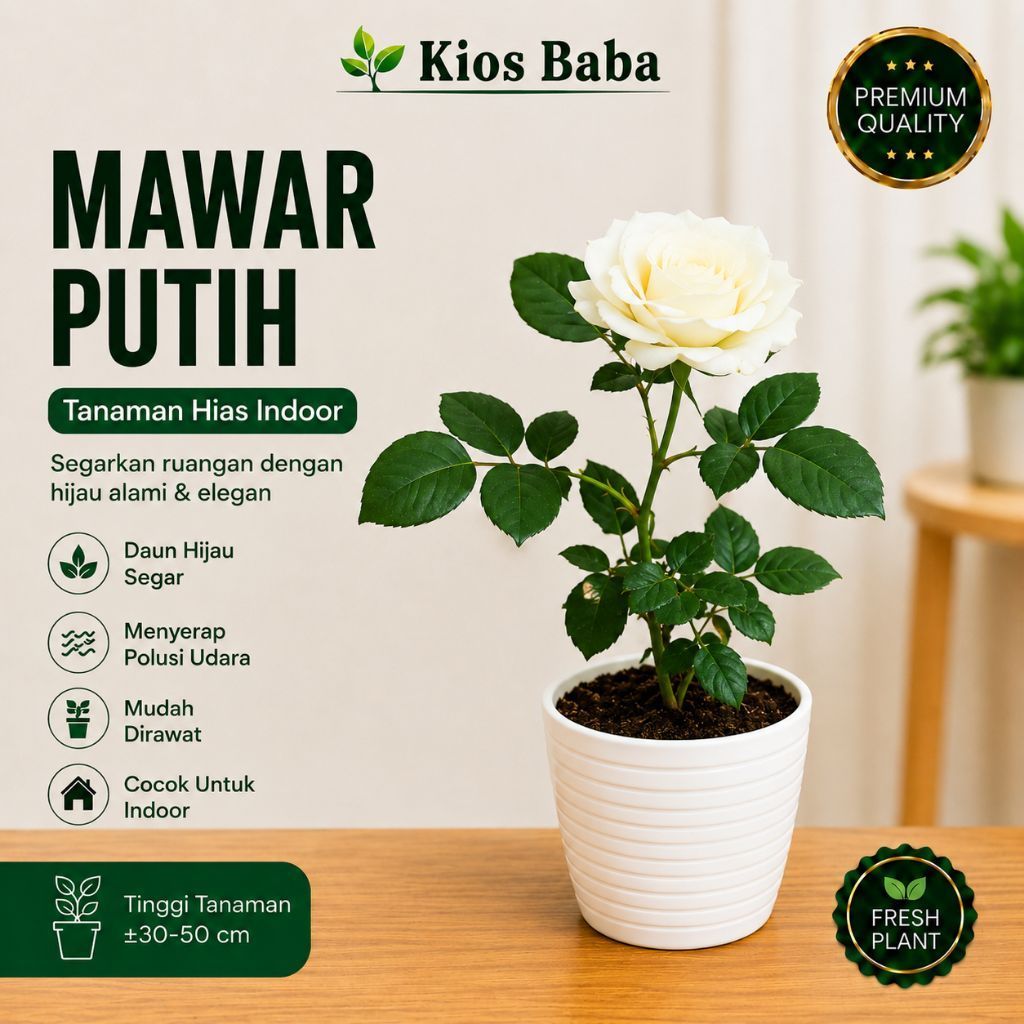 Tanaman Hias Mawar Putih Tanaman Bunga Mawar Putih Harum Semerbak