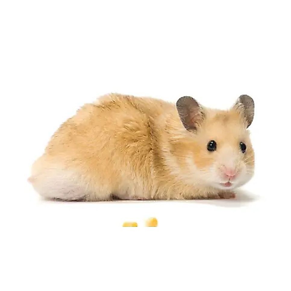 anakan hamster syrian jinak