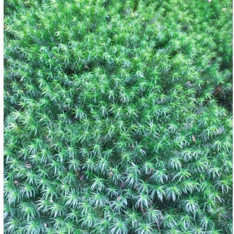 MOSS hutan super paludarium/terrarium/taman250gram