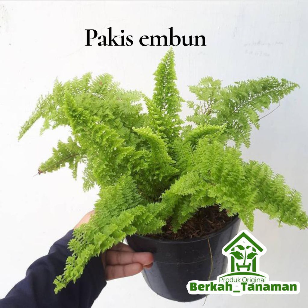 Tanaman pakis embun - pakis embun - pakis