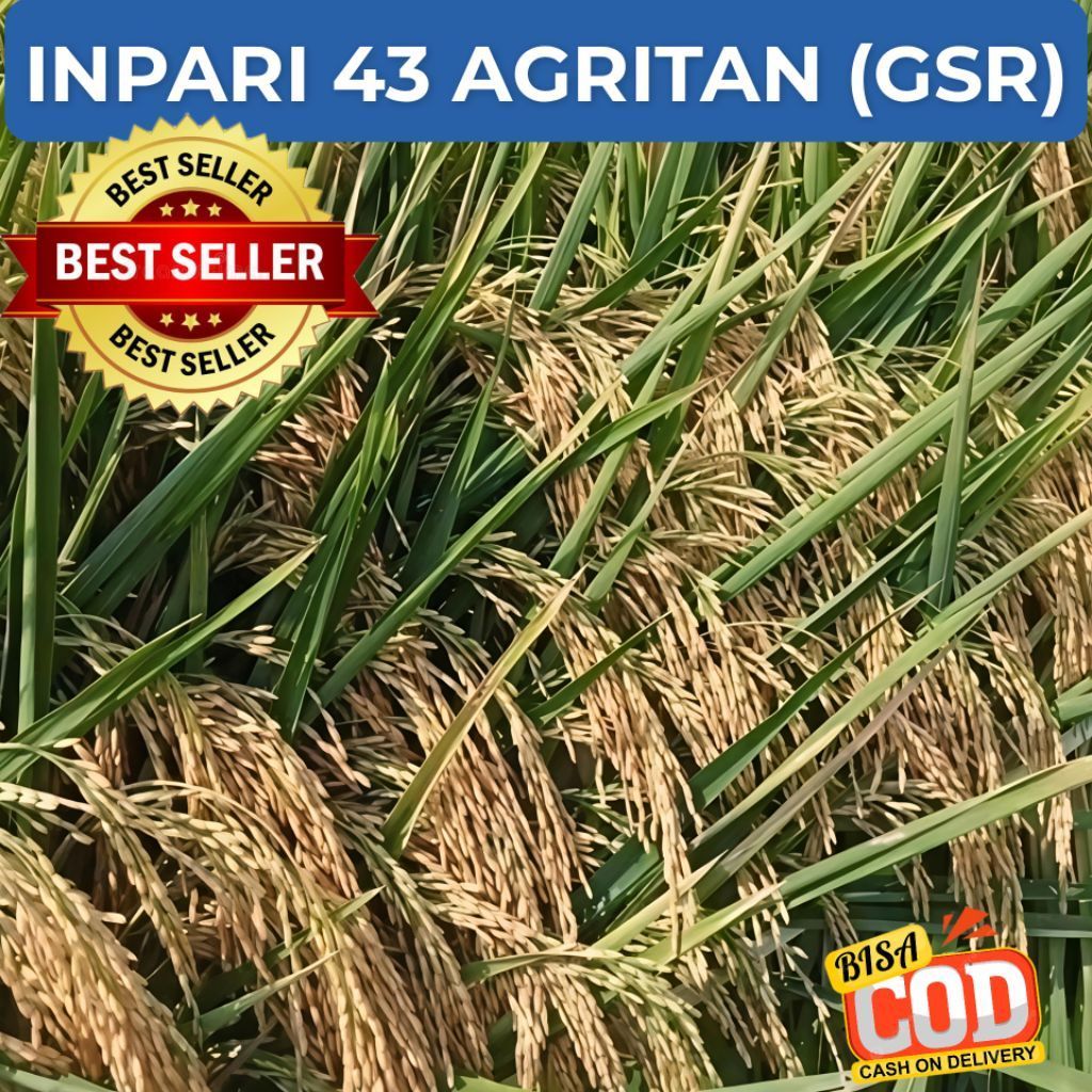 Bibit Benih Padi Inpari 43 Agritan/GSR Berkualitas Unggul Super Premium Kemasan 5kg