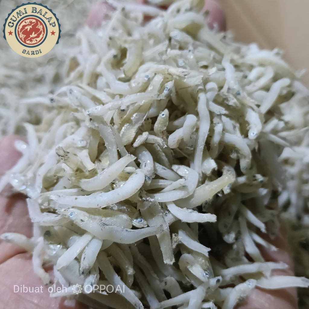 teri buntio pip/teri lampung pip
