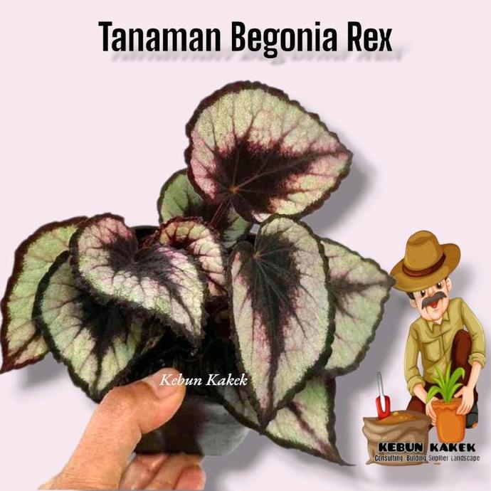 (Best) Tanaman Hias Begonia Rex / Tanaman Hias Hidup Begonia Rex / Bibit Begonia
