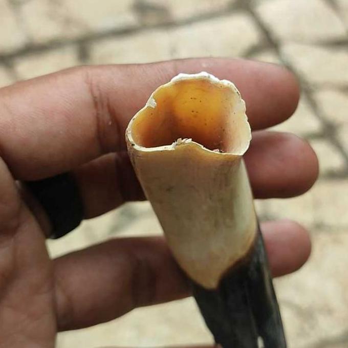 CA LING BABI/TARING BABI HUTAN ASLI