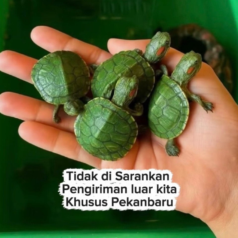 hiasan aquarium Kura-Kura Brazil mini