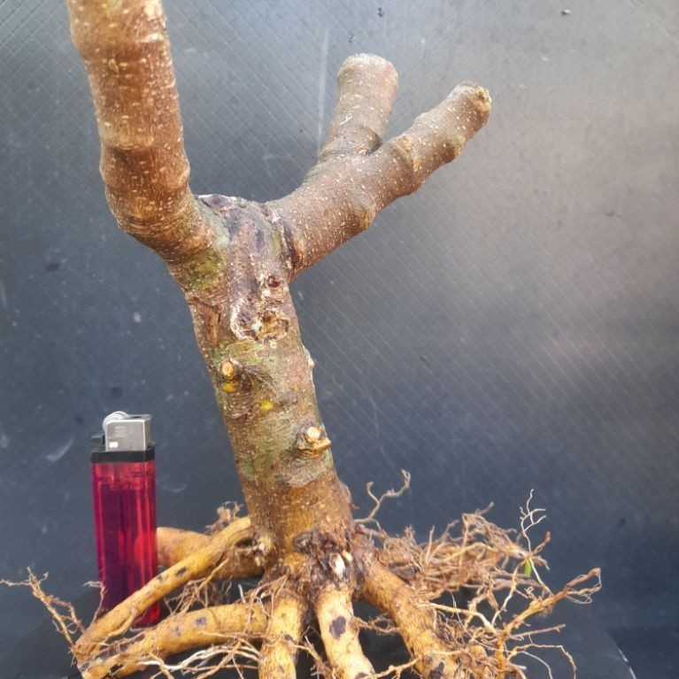 Bahan Bonsai Sianci Gaya Formal Programan Akar Percabangan sudah ada Size Small Real Pict