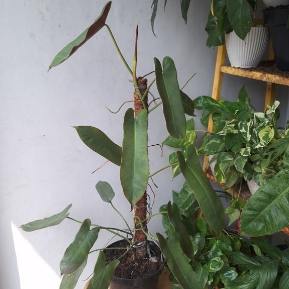 Philodendron Atabapoense | Tanaman hias aroid di pot