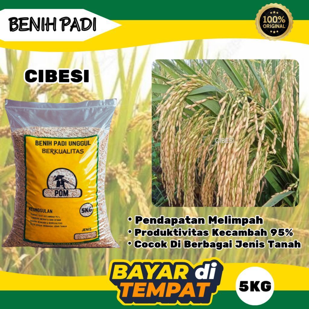 BENIH PADI CIBESI 5KG | BIBIT PADI CIBESI | BENIH PADI SIAP TANAM | KEMASAN 5 KG