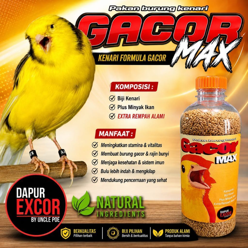 Gacor max pakan burung kenari supaya cepat gacor maksimal