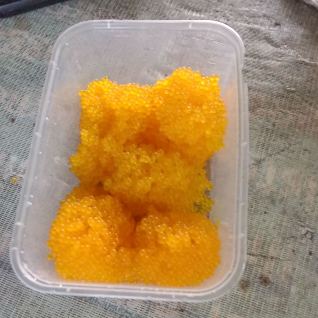 Umpan Galatama Telur Sapu-Sapu Yupi Kekal