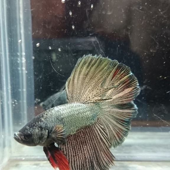 Halfmoon Cooper Size M