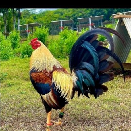 Telur Ayam Philipin Ak47 Fertil Buat ditetaskan