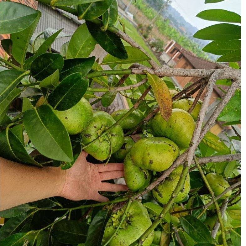 Buah Black sapote / sawo hitam / sawo brownies / sawo Brazil