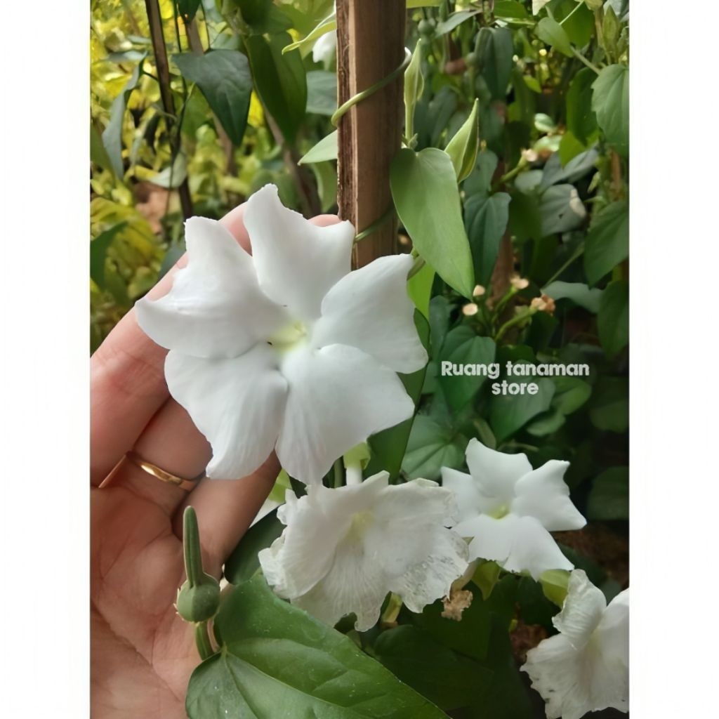 Promo tanaman hias thunbergia bunga putih siap berbunga
