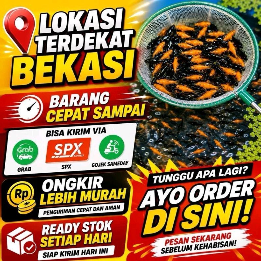IKAN MOLLY Pakan Predator 100 Ekor 30 Menit sampai Ukuran 2-3cm Moli Oren Hitam Random Pakan Toman G