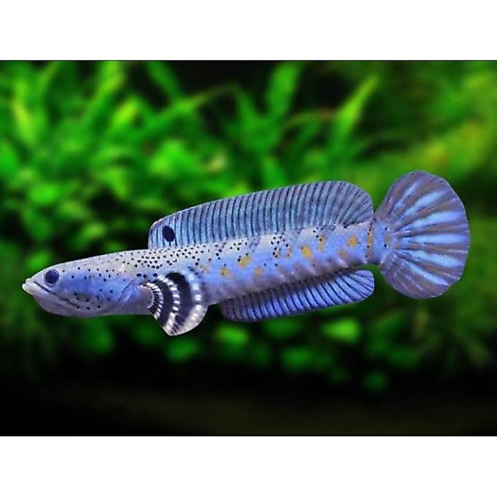 Blue Pulchra Ikan Predator 7-10 cm Mental Joss