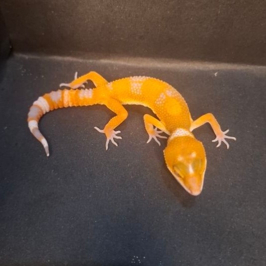 Leopard Gecko Female - Sunglow Tomato - Usia Baby Up Betina Sehat Mulus HG068