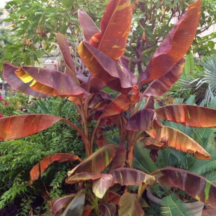 Bibit Bonggol pisang merah Ruby siam orinal Stek/ Bonggol MMZ