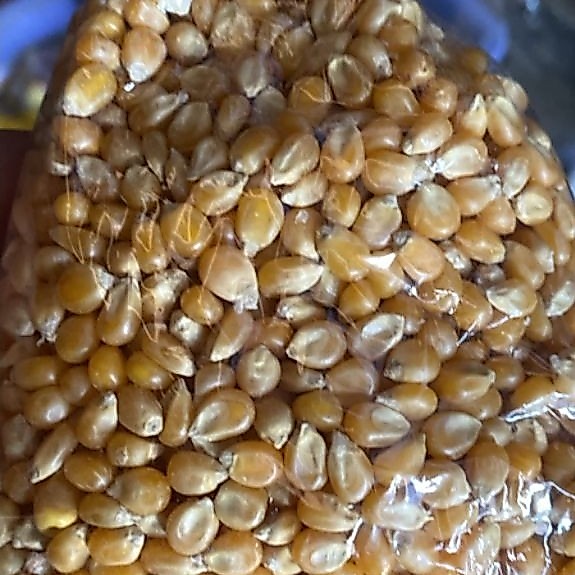 Jagung Pop Corn Popcorn Mentah / Popcorn Mentah 1/4kg