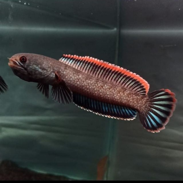 Limbata lawu cb