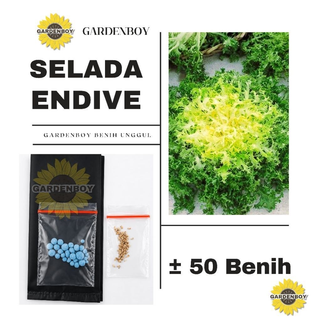 BENIH SELADA ENDIVE