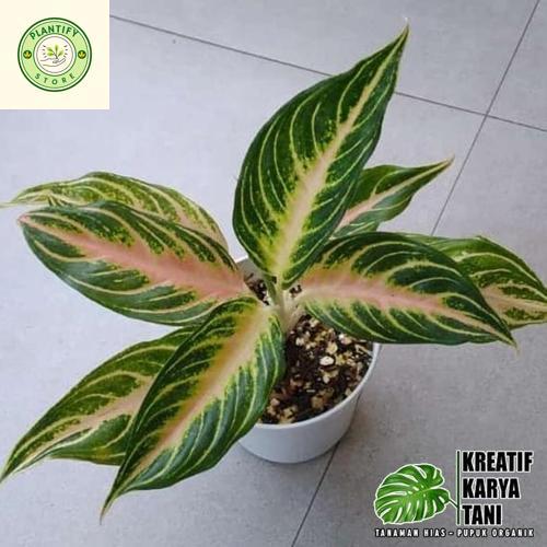 Tanaman hias aglonema pink sunset - Aglonema pink sunset