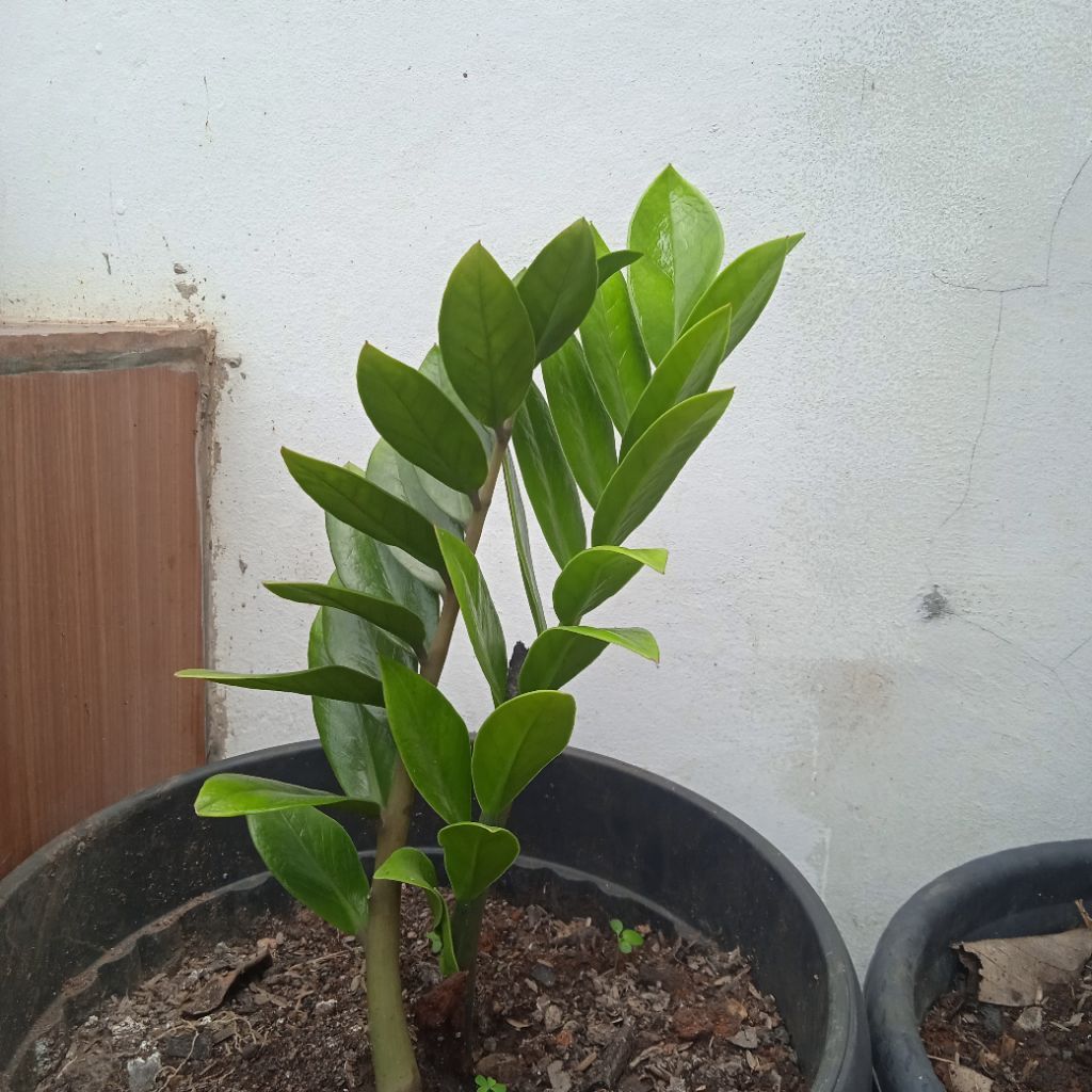 tanaman dolar (ZZ Plant / Jade Plant) dipercaya kuat dapat menarik energi kekayaan, stabilitas finan