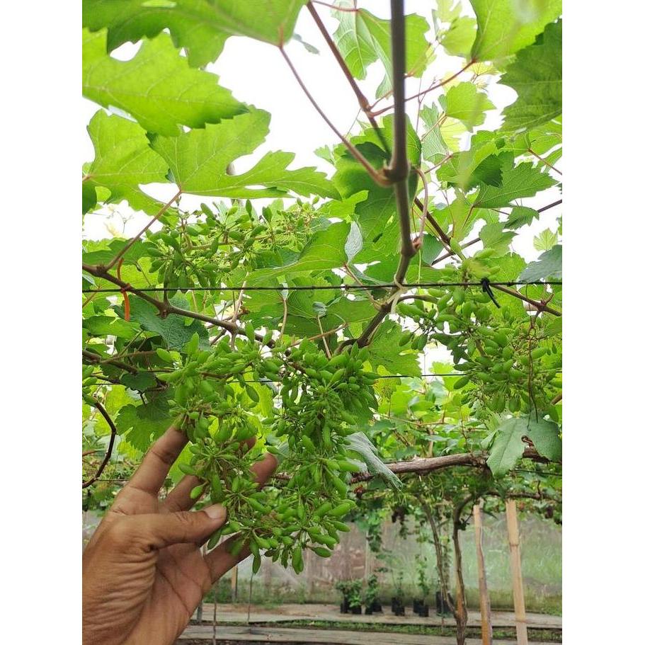 Promo Hormon Tanaman CPPU ZPT Zat Pengatur Tumbuh Besarkan Bunga dan Buah Anggur Diskon