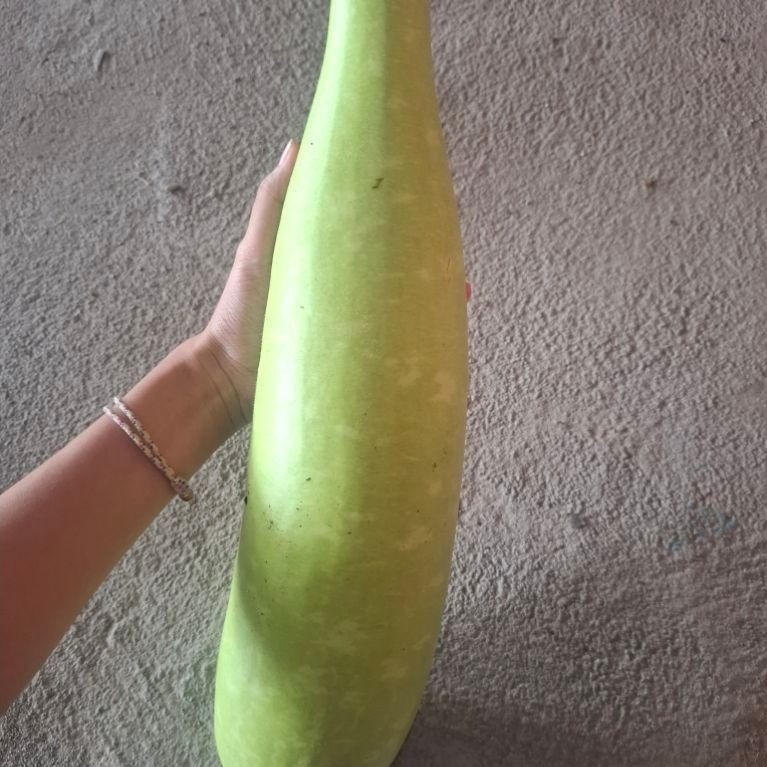 LABU PUTIH LABU AIR BERKUALITAS